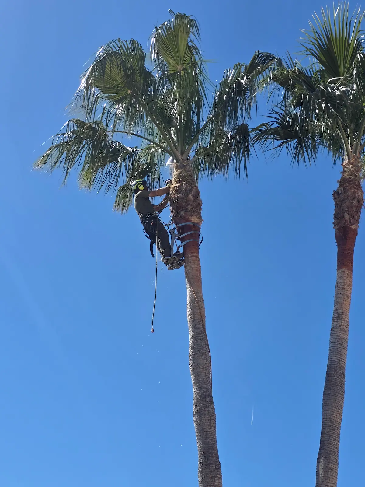 Poda profesional de palmera en Valencia